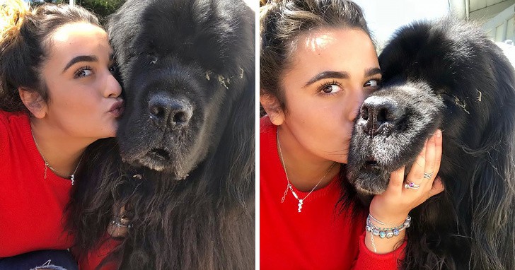 18 אנשים שיתפו תמונות של כלבי הניופאולנד ה-ע-נ-ק-י-י-ם שלהם וזה פשוט בלתי נתפס עד כמה הם גדולים!