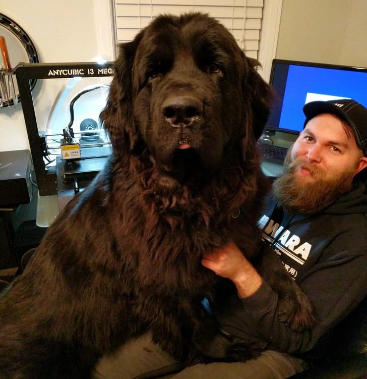 18 אנשים שיתפו תמונות של כלבי הניופאולנד ה-ע-נ-ק-י-י-ם שלהם וזה פשוט בלתי נתפס עד כמה הם גדולים!