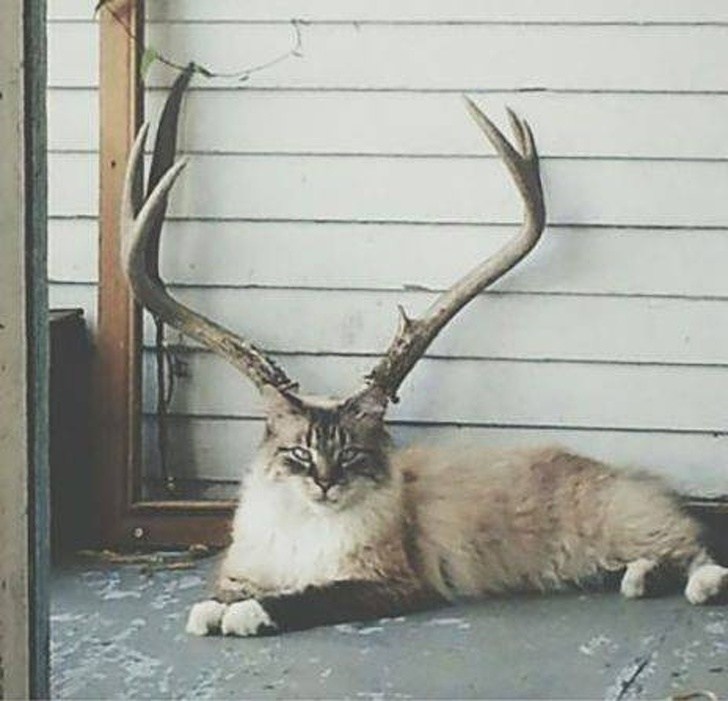 22 תמונות שמראות שלא תמיד אנחנו יכולים לסמוך על העיניים שלנו