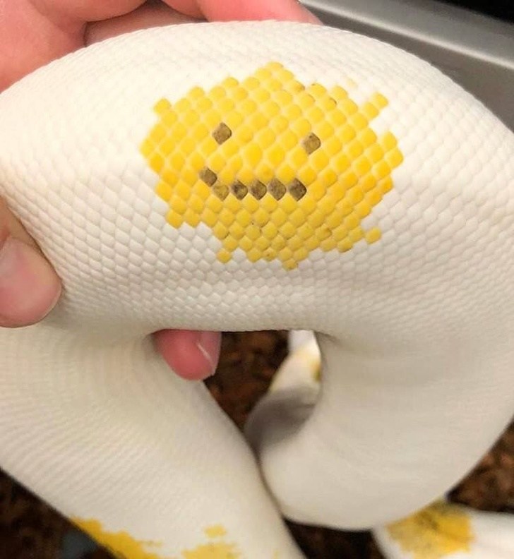 22 תמונות שמראות שלא תמיד אנחנו יכולים לסמוך על העיניים שלנו