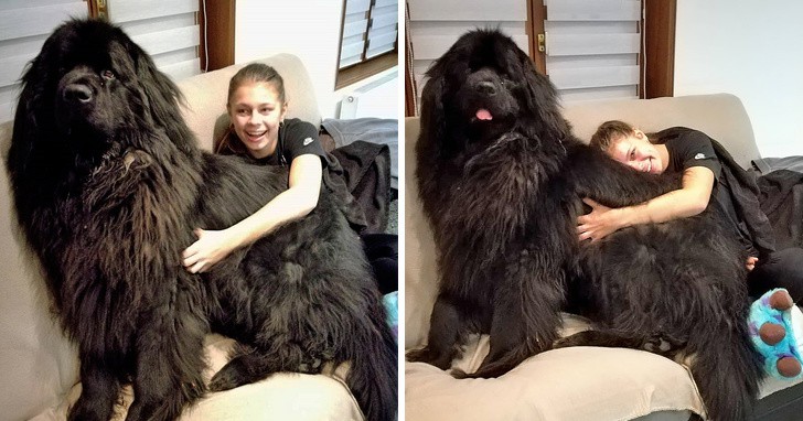 18 אנשים שיתפו תמונות של כלבי הניופאולנד ה-ע-נ-ק-י-י-ם שלהם וזה פשוט בלתי נתפס עד כמה הם גדולים!