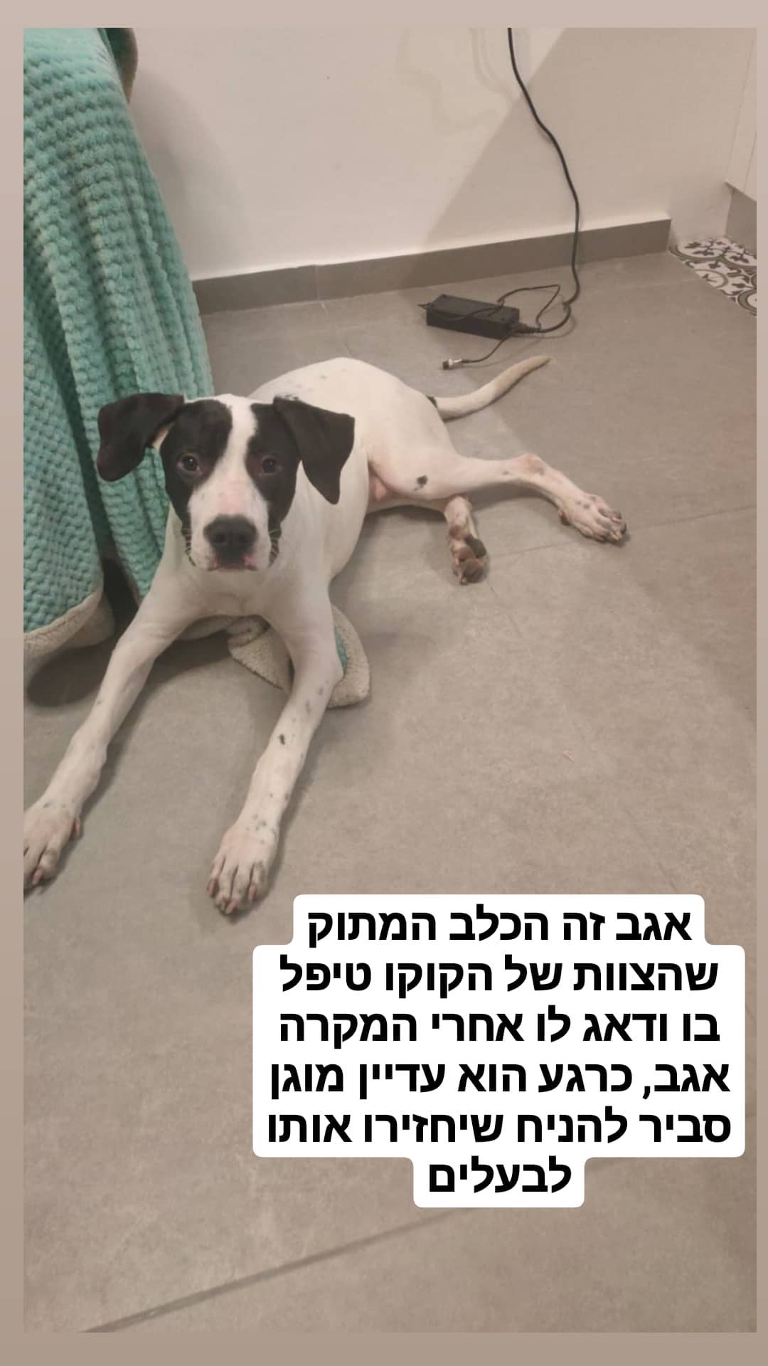 לעיני השוטרים: טום אביב נתן אגרוף לאדם שהתעלל בכלב ברחוב!